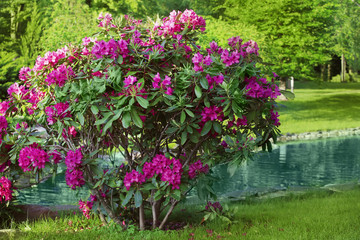 Fototapeta na wymiar Bush with beautiful flowers in garden on sunny day