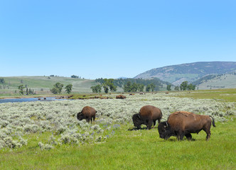 Fototapeta na wymiar Bison Lamar Valley Yellowstone