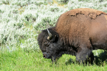 Bison Lamar Valley Yellowstone