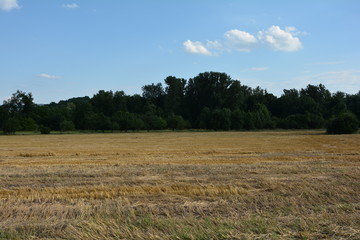 Obraz premium Abgeerntetes Getreidefeld mit Bäume im Hintergrund und mit blauem Himmel