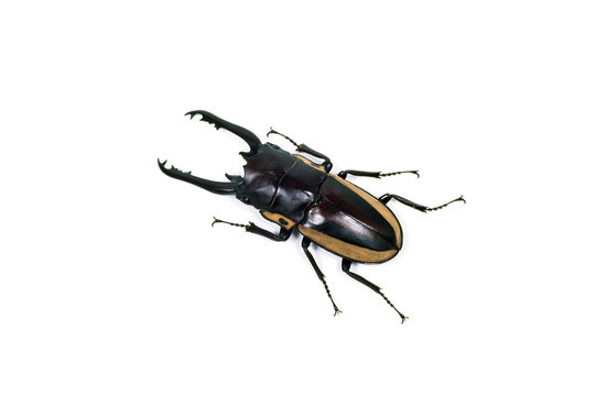 ビゾンノコギリクワガタ