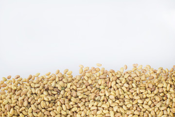 Seeds alfalfa - Medicago sativa