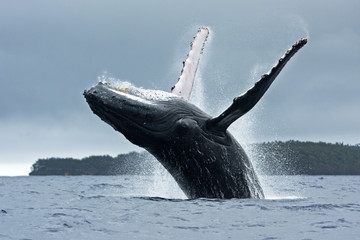 humpback whale, megaptera novaeangliae, Tonga, Vava'u island
