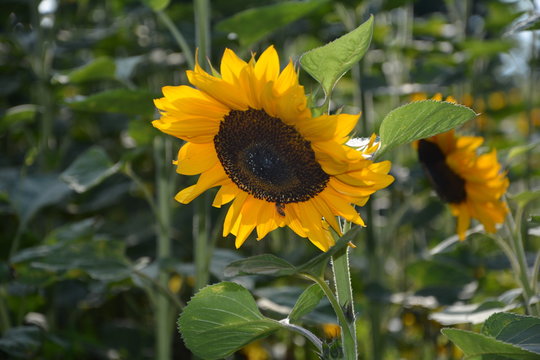 Eine Sonnenblume auf dem Feld mit Biene