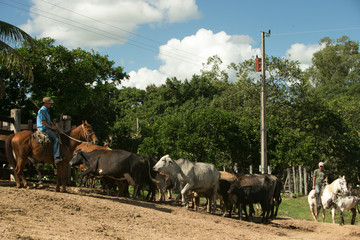 Fazenda de gado