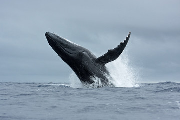 Naklejka premium humpback whale, megaptera novaeangliae, Tonga, Vava'u island