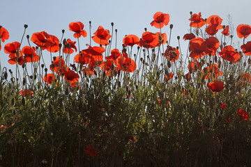 A lot of blooming scarlet poppies against the blue joyous sky. An elegant border of growing bright...