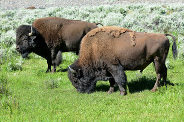 Bison Lamar Valley Yellowstone