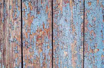 Wooden background of an old tree with cracked blue and white paint horizontal