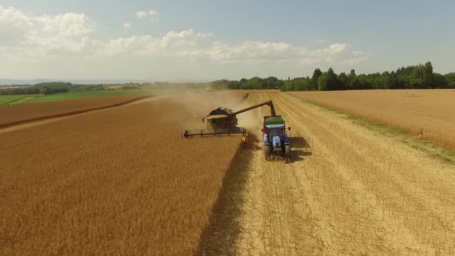 Moisson du Colza et tracteur remorque