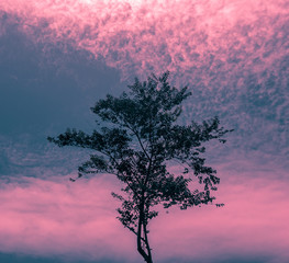 Fototapeta na wymiar Sunset Tree