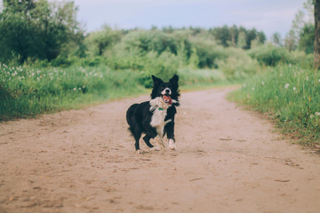 Border collie