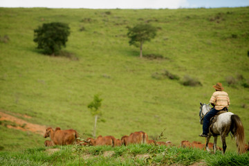 Fazenda de gado