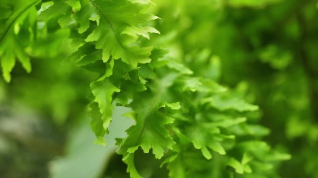 Green bush close up. Abstract nature background. Green leafs