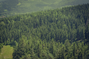 Obraz premium Mountain Forest