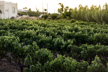 Fototapeta na wymiar Plantation of vines on Crete, atmospheric evening in Greece