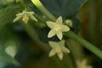 Flor de planta de chayote doméstica 1