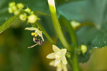 Abeja Cosechando polen 2