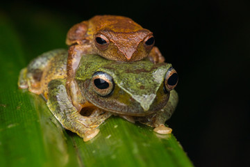 Obraz premium Frog Maiting in Borneo , Close-up of Frog Maiting , Borneo Masked tree frog on maiting