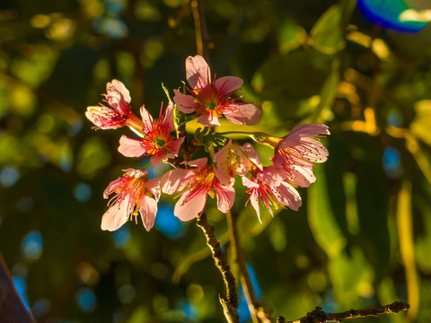Cherry Blossom in backlight - Sakura flower - Japanese cherry, Prunus serrulata