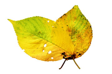 Obraz premium fallen leaves