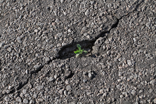 The flower grew on the bare asphalt in the crack. The flower grows in unfavorable impossible conditions, it struck a stone and achieved victory.