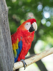 コンゴウインコ