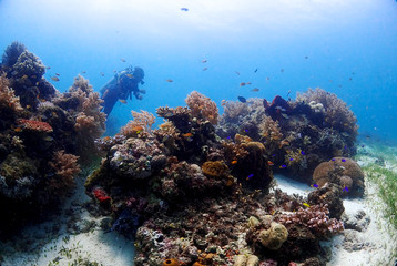 Naklejka na ściany i meble Coral reef and diver