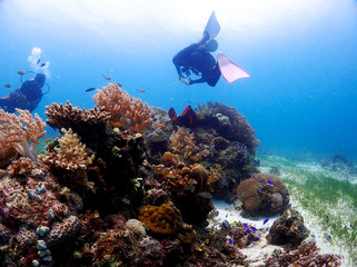 Coral reef and diver