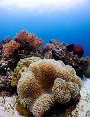 Naklejka na ściany i meble Soft coral in orango mactan cebu