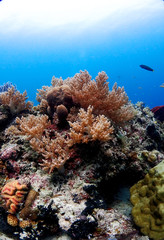 Fototapeta na wymiar Soft coral in orango mactan cebu