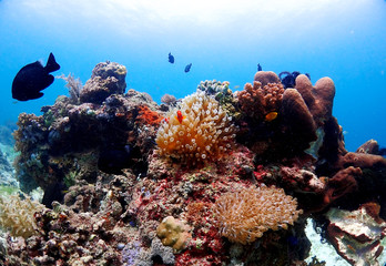 Naklejka na ściany i meble Anemonefish and coral in orango mactan cebu