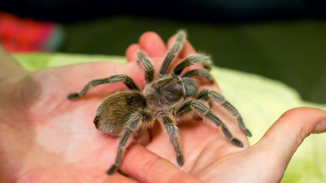 4K Large Taratula Spider Macro on Hand Insect, Slow Motion Close Up