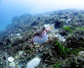 Puffer fish