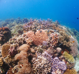 Naklejka na ściany i meble Coral leef garden in orango mactan cebu