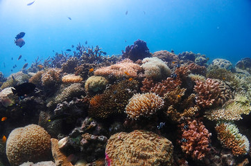 Naklejka na ściany i meble Coral leef garden in orango mactan cebu