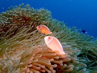 Naklejka na ściany i meble Anemonefish in orango mactan cebu