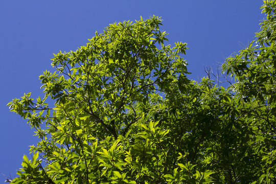 Folhagem verde contra céu azul