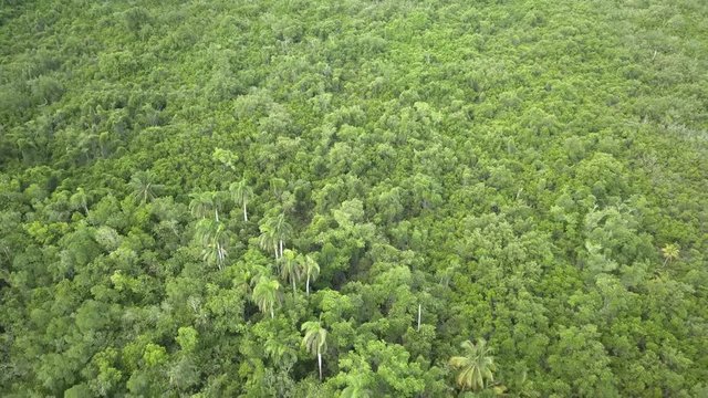 Aerial view of an unbroken forest canopy in the tropics
