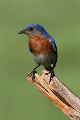 Male Eastern Bluebird