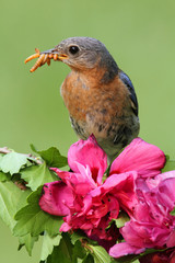 Female Eastern Bluebird