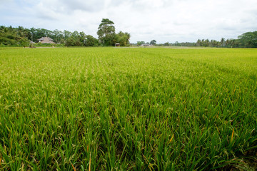 Fototapeta na wymiar Rice field in Ubud of Bali - Indonesia