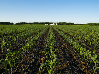 Fototapeta na wymiar Young Corn Plants