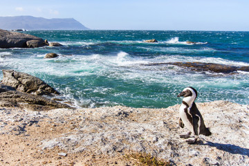 Fototapeta premium afrykański pingwin na plaży Boulders w Cape Town, RPA