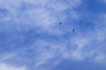 Naklejka na ściany i meble Silhouette Flying Bird On The Cloudy Blue Sky Background