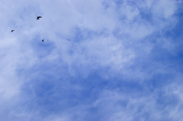 Silhouette Flying Bird On The Cloudy Blue Sky Background