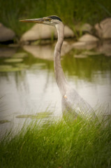 Heron