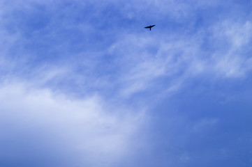 Fototapeta na wymiar Silhouette Flying Bird On The Cloudy Blue Sky Background