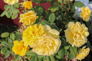 vibrant yellow roses in full bloom in garden