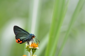 Butterfly from the Taiwan (Choaspes xanthopogon chrysopterus Hsu)Brown winged green butterfly